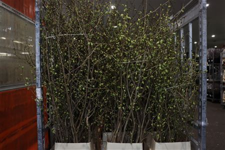 Corylopsis 180cm P Stem