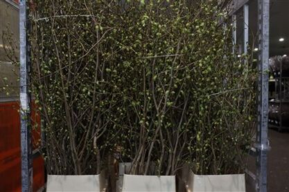 Corylopsis 180cm P Stem