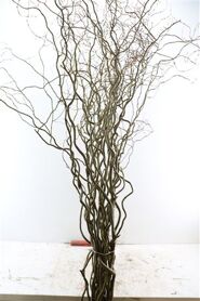 Salix Kronkelwilg