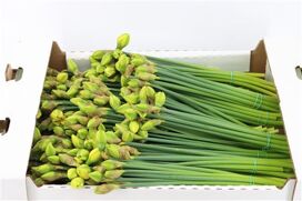 Narcis Dubbel St Peter X50