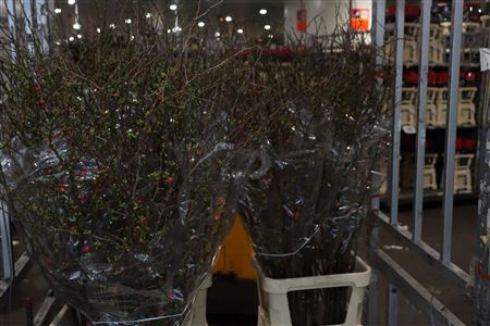 Chaenomeles Superba P Stem