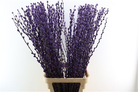 Salix Wilgenkatjes Milka 120cm