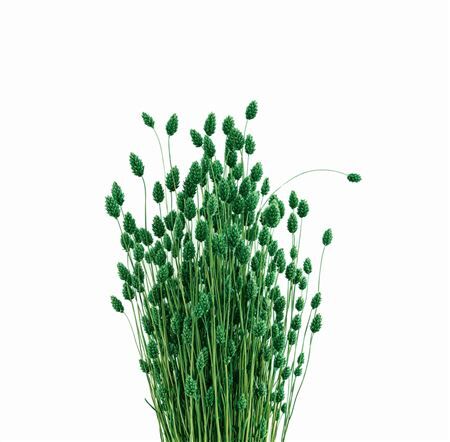 Dried Phalaris X5 Dark Green Bunch