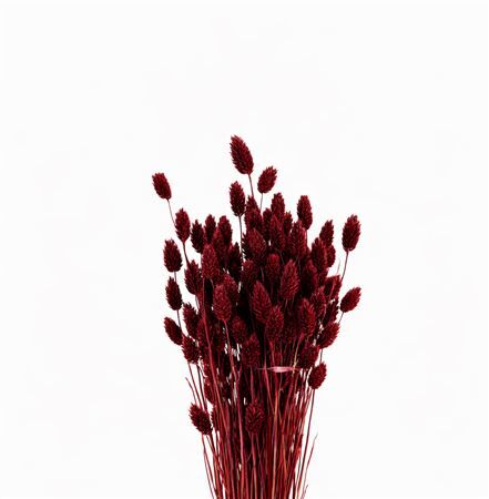Dried Phalaris X5 Bordeaux Bunch