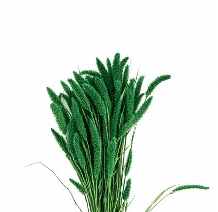 Dried Setaria X5 Dark Green Bunch