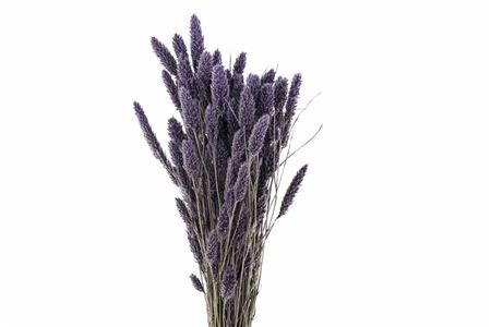 Dried Setaria X5 Frosted Milka Bunch