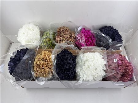 Pres Hydrangea Xl Mixed