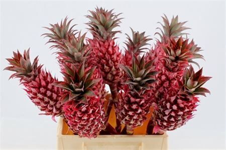 Ananas Striatos Medium