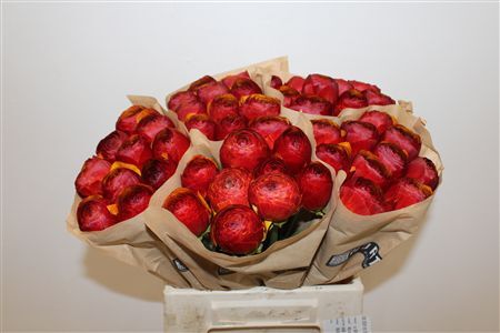 Ran Cloni Ex Brownie