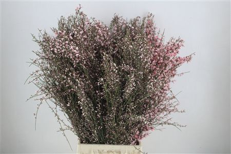 Ginster 400gr Pink P Bunch