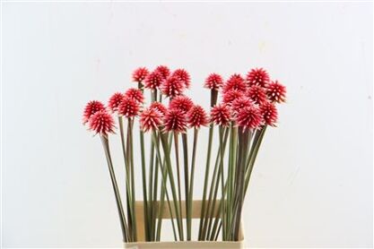 Inirida Flower Winter
