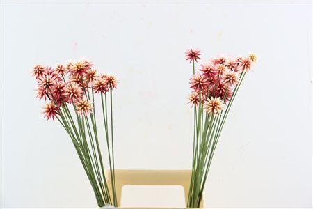 Inirida Flower Summer