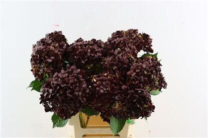 Hydr M Emerald Burgundy Tinted