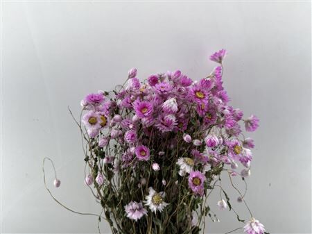 Dried Rhodante Pink Bunch