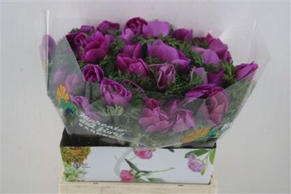 Anem Mistral Super Orchid