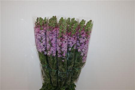 Antir Overig Lavender