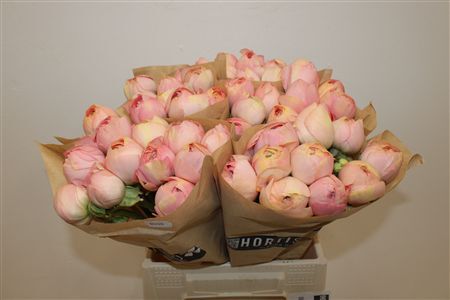 Ran Cloni Ex Champagne