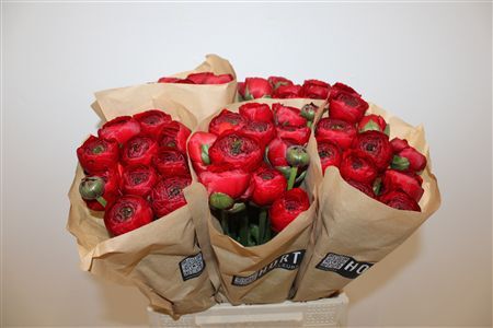 Ran Cloni Ex Valentino