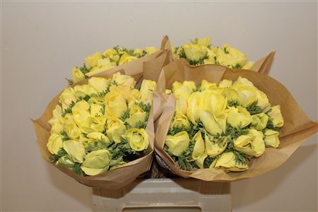 Anem Marianne Powder Yellow