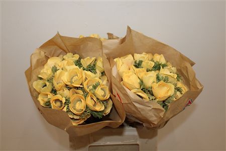 Anem Marianne Powder Abricot