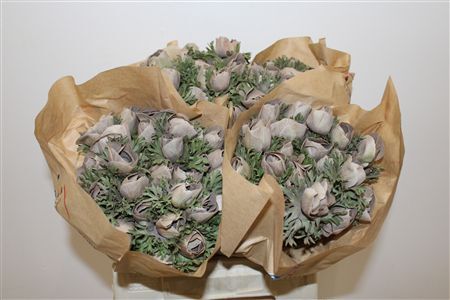 Anem Marianne Powder Brown