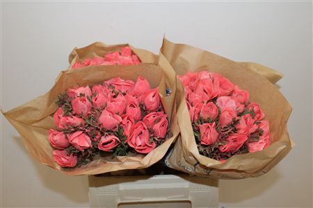 Anem Marianne Powder Coral