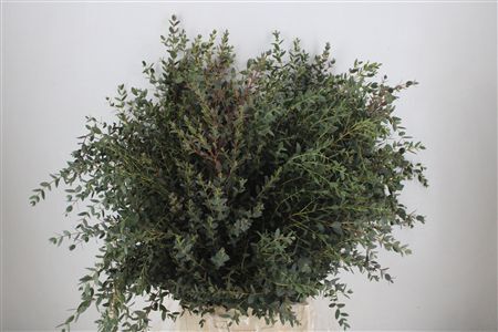Euca Parvifolia 300gr P Bunch
