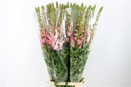 Antir Overig Light Pink