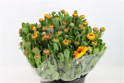 Calendula Yellow