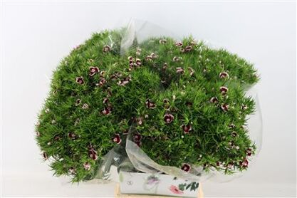 Di Barb Breanthus Roi Bicolor Red White