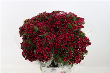 Di Barb Breanthus Jolly Purple Pink