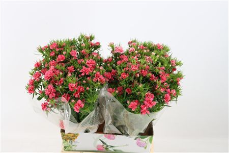 Di Barb Doblino Pink