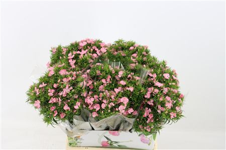 Di Barb Breanthus Noble Light Pink