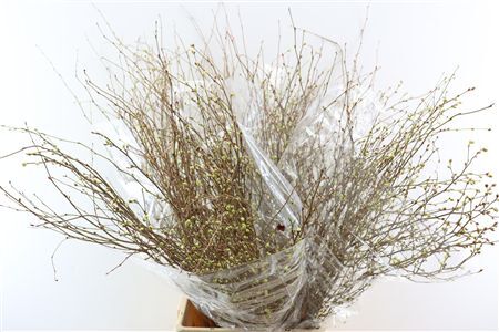 Corylopsis Pauciflora 100cm P Stem