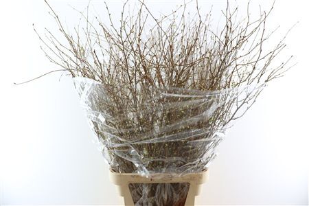 Corylopsis Pauciflora 120cm P Stem