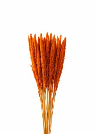 Dried Fluffy Pampas Orange Bunch