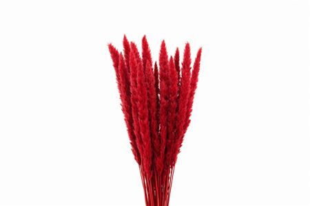 Dried Fluffy Pampas Red Bunch