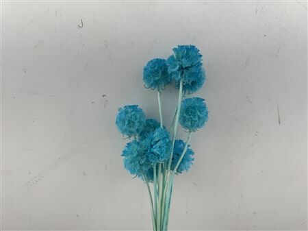 Pres Scabiosa 10pc L Blue Bunch Slv