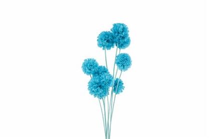 Pres Scabiosa 10pc Light Blue Bunch