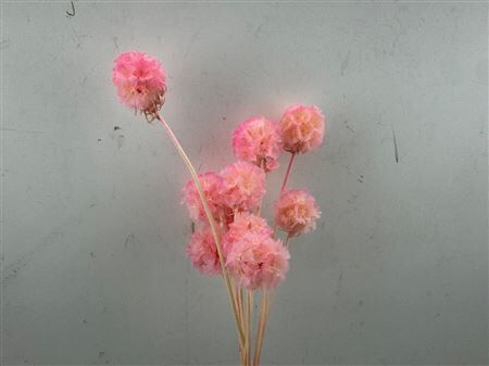 Pres Scabiosa 10pc Light Pink Bunch
