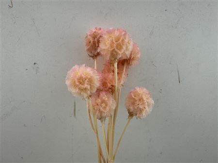 Pres Scabiosa 10pc Lilac Bunch Slv