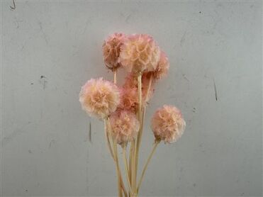 Pres Scabiosa 10pc Lilac Bunch Slv