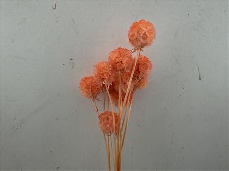 Pres Scabiosa 10pc Orange Bunch Slv