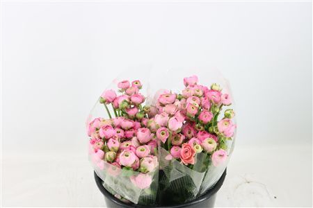 Ran Amandine Marshmallow L Pink