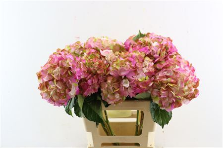 Hydr M Amethyst Light Pink Tinted