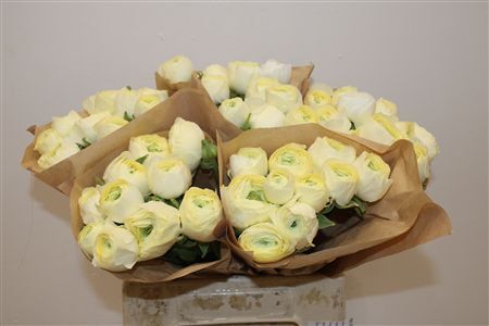 Ran Cloni Ex Cream Succes