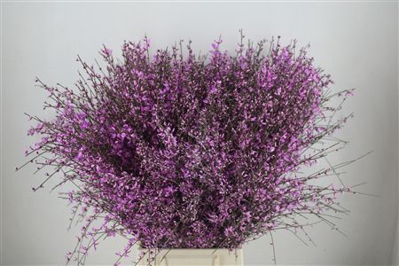 Ginster 400gr Lilac P Bunch