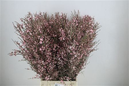 Ginster 400gr Pink P Bunch