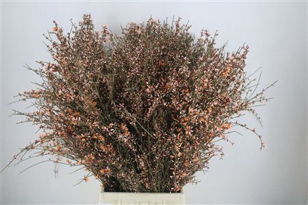 Ginster 400gr Orange P Bunch