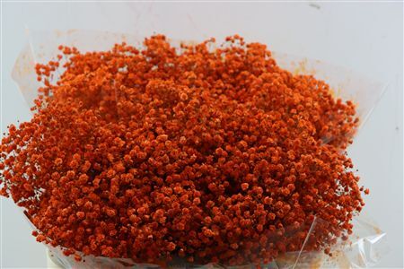 Gyps Grof Orange (dip)